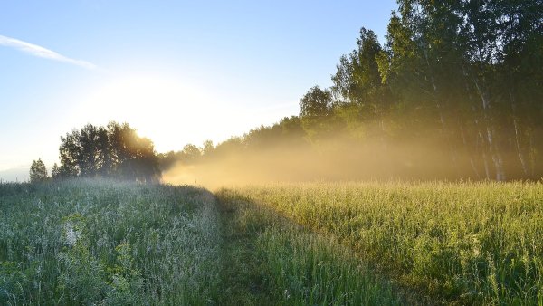 Июльское утро в лесу