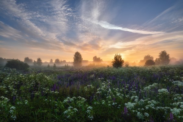 Летнее утро