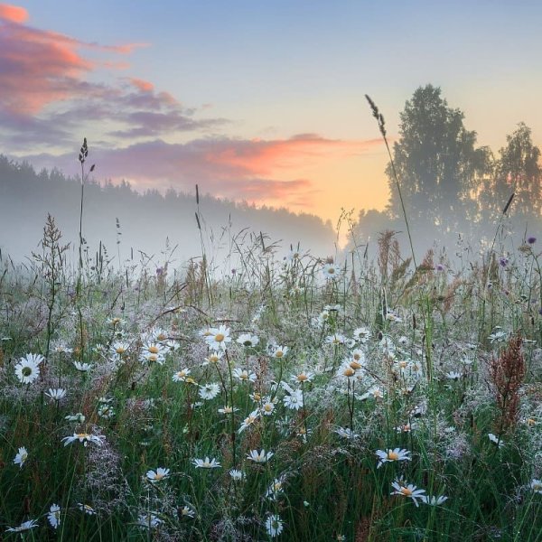 Раннее летнее утро