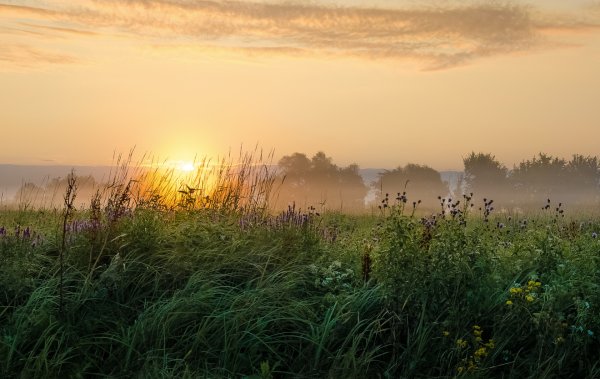 Рассвет над лугом