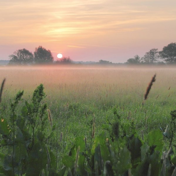 Утренняя степь