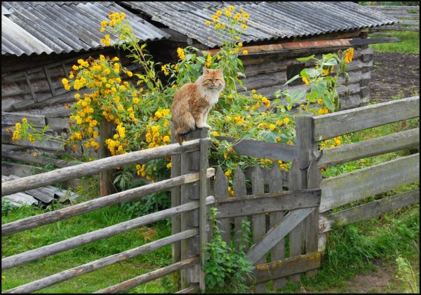 Деревенские коты