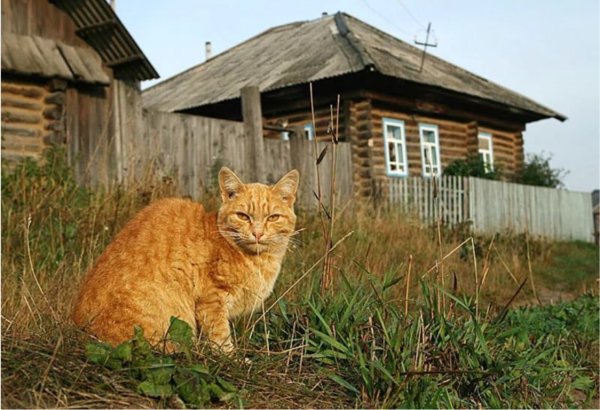 Котики в деревне