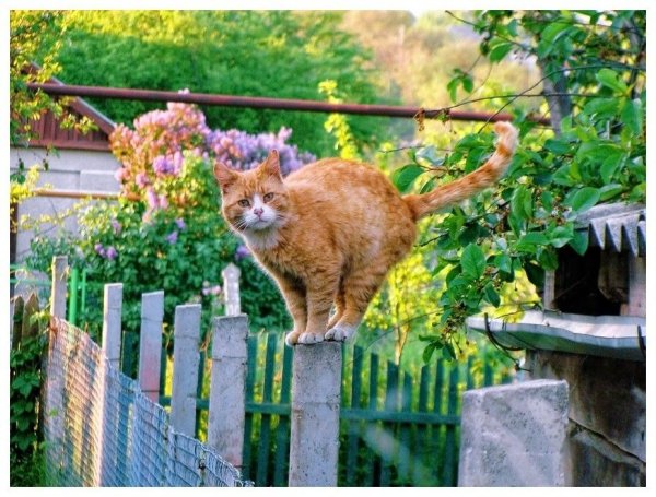 Рыжий кот на заборе