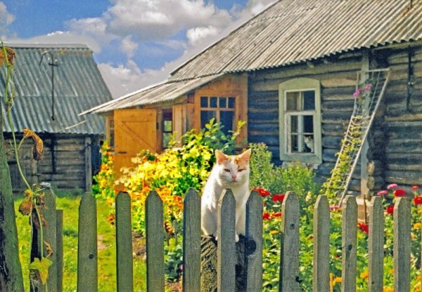 Деревенская жизнь