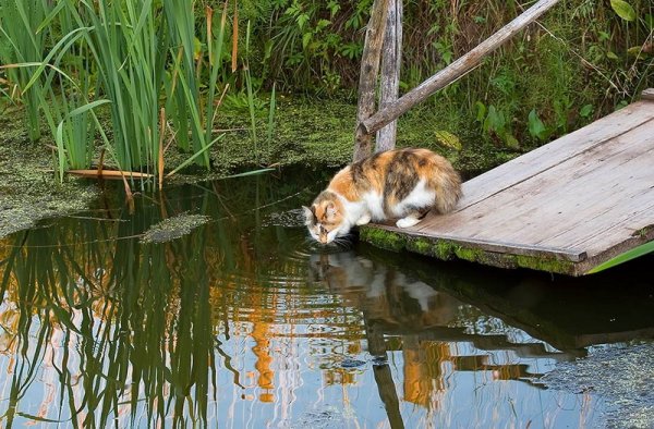Кот у пруда