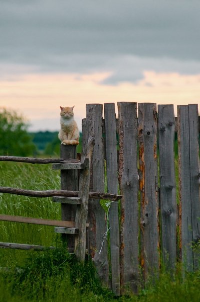 Деревенские коты
