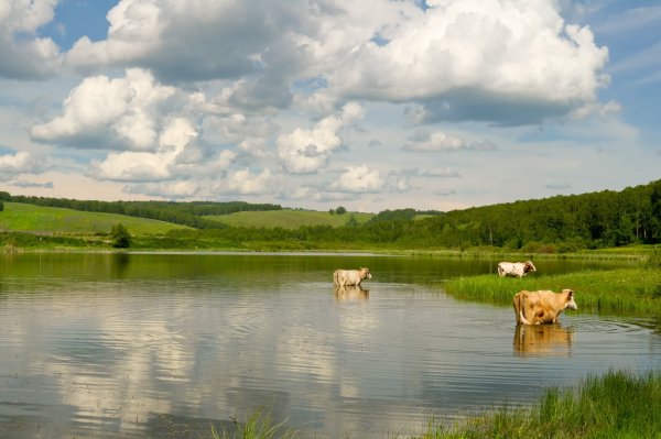 Лето река деревня