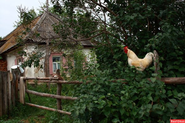 Деревенский домик курочки