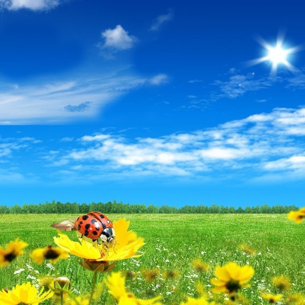 Природа летом очень красивая