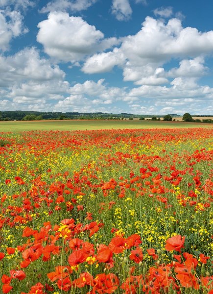 Летний пейзаж вертикальный