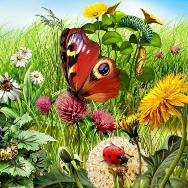 Пейзажи природы лето