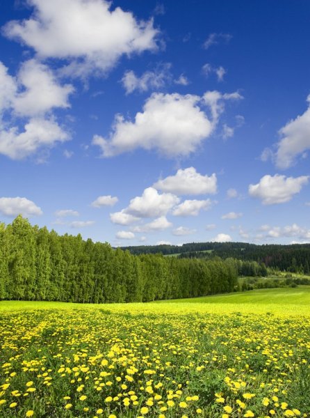 Летнее поле