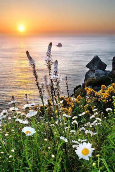 Красивый луг с цветами