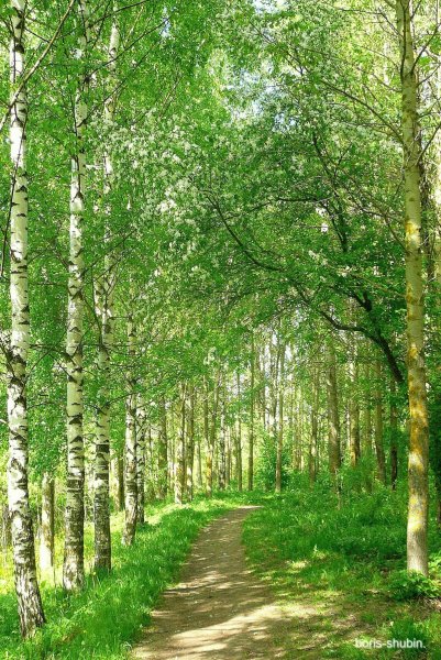 Летние полевые цветы