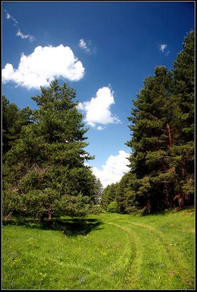 Поле на фоне леса