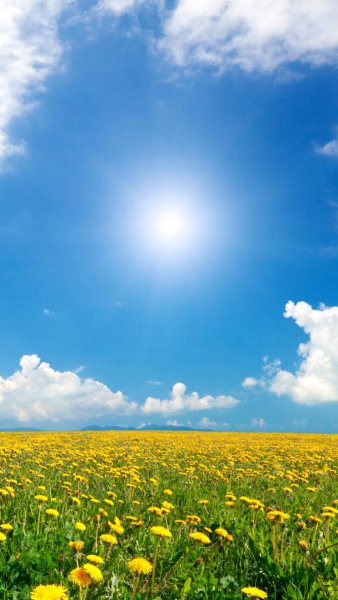 Летний пейзаж цветы