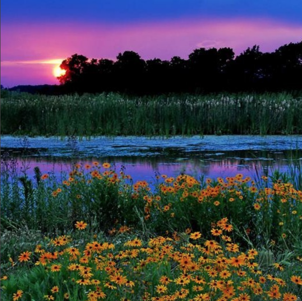 Цветы на рассвете