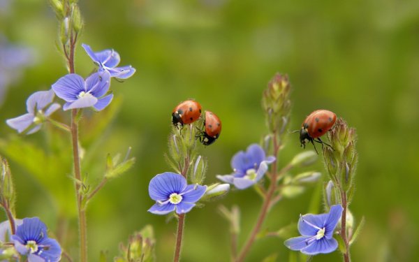 Полевые насекомые