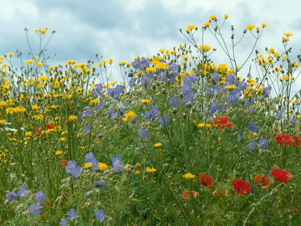 Луговые цветы и травы