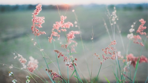 Лето в пастельных тонах