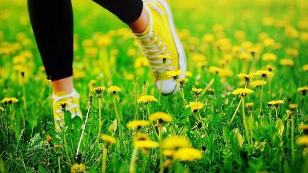 Ромашково Васильковое поле фото