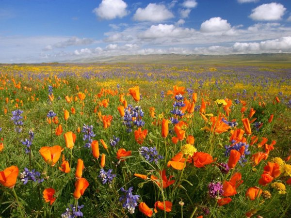 Любовь к природе