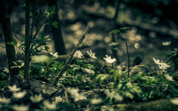 Природа Южного Урала Солнечная Поляна