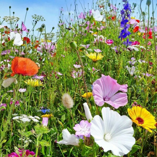 Красивое поле с маками