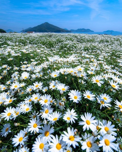 Лес грибы ягоды