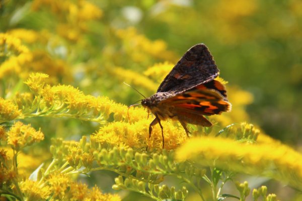 Жаркое лето картинки