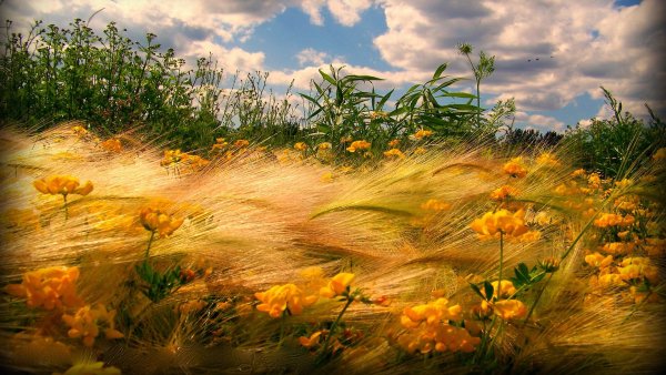 Ветер в природе