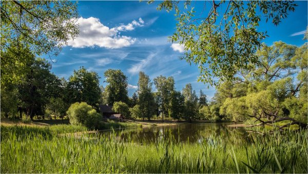 Летний полдень