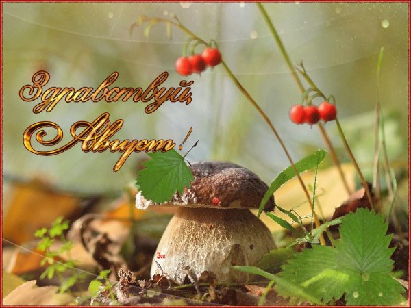 Здравствуй август