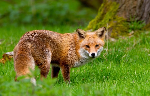 Лиса летом в лесу