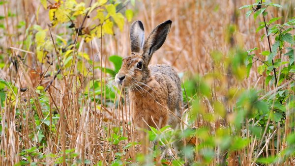 Заяц Русак в Битцевском лесу