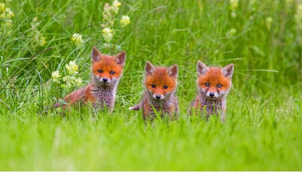 Лиса в траве