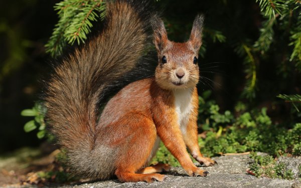 Белка обыкновенная дальнего Востока