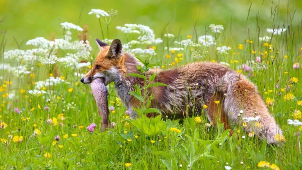 Олень в лесу