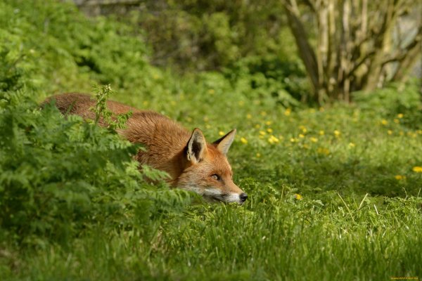Белка с бельчатами