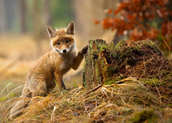 Степная и Горная лиса Крым