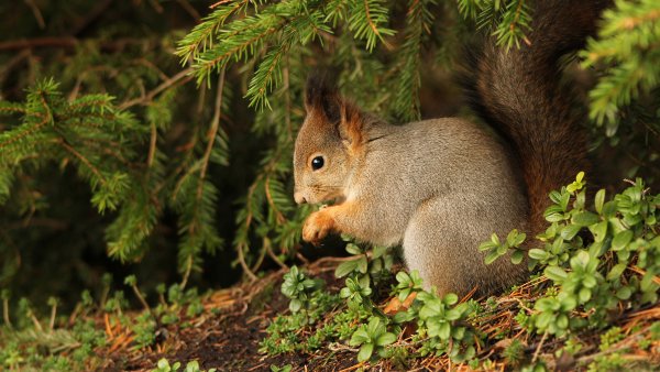 Маленькие лисята фото