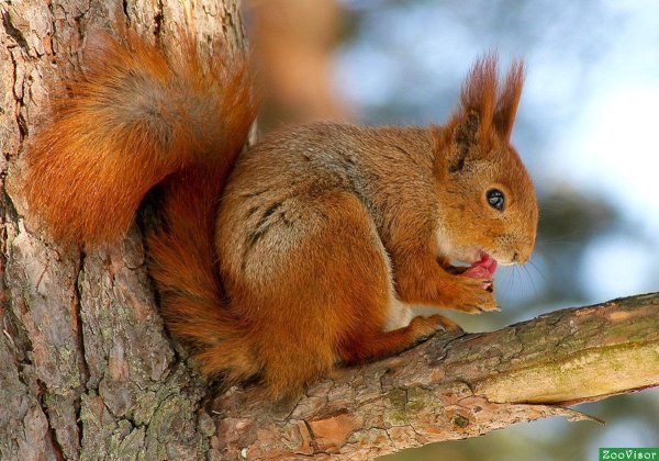 Бурый медведь обыкновенный.