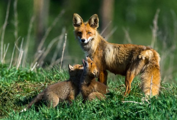 Лесные животные для детей