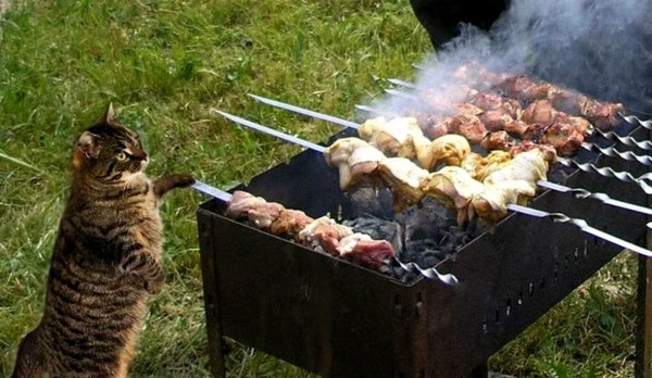 Россияне на шашлыках