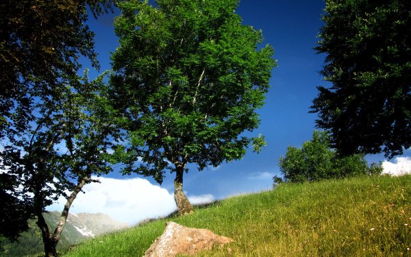 Летнее дерево