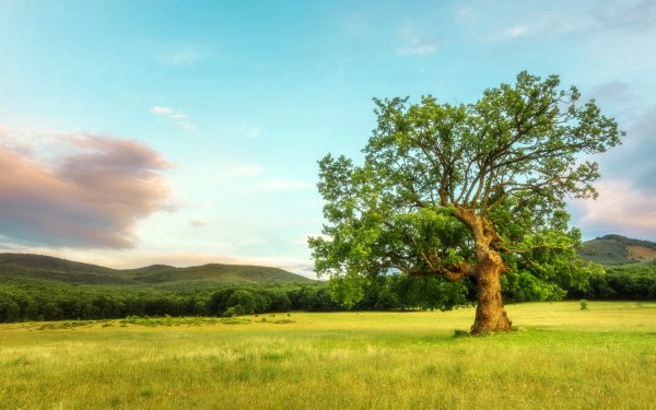 Дуб Вардана Мамиконяна