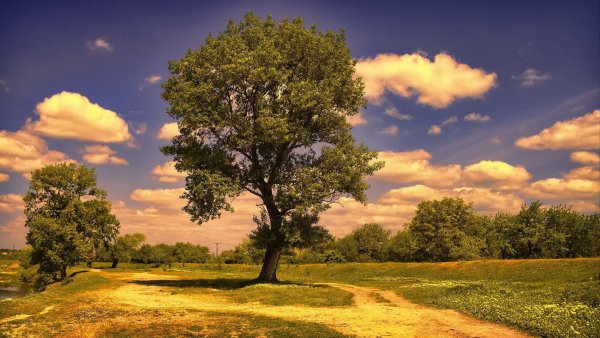 Пейзаж с деревьями