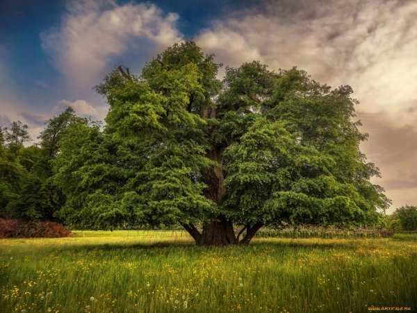 Дерево на Поляне