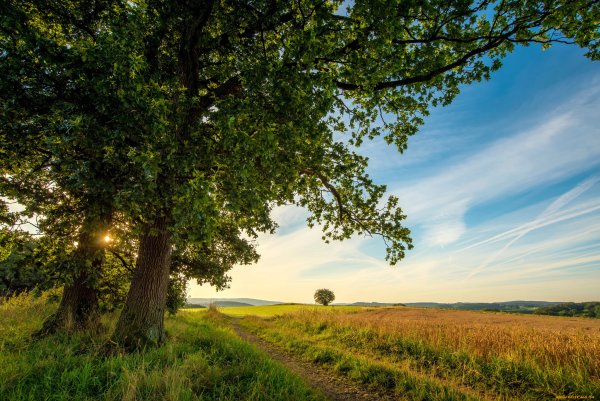 Пейзаж с деревом в поле